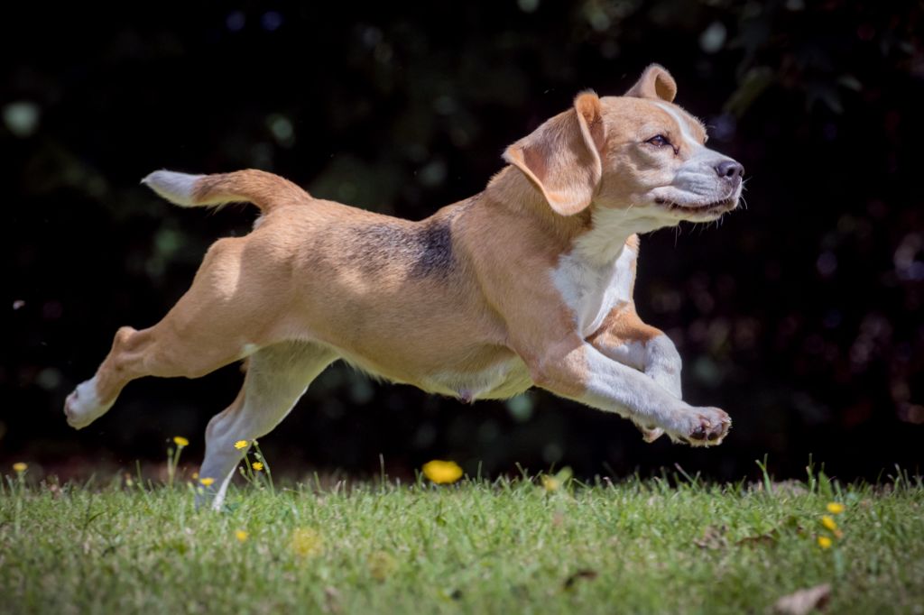 Les Beagle de l'affixe Of Sweet Woodruff