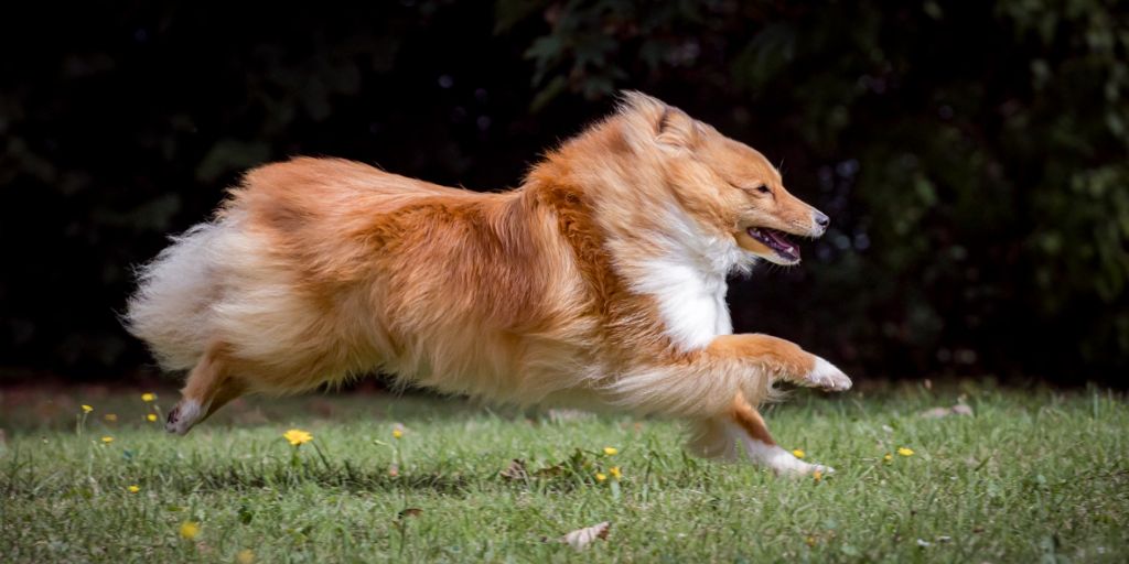 Les Shetland Sheepdog de l'affixe Of Sweet Woodruff