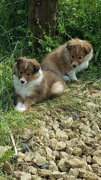 Of Sweet Woodruff - Shetland Sheepdog - Portée née le 29/04/2016