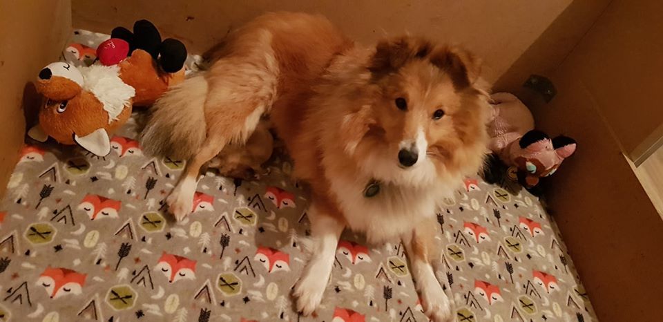 Of Sweet Woodruff - Shetland Sheepdog - Portée née le 24/12/2019