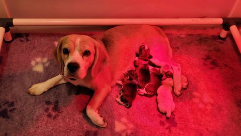 Of Sweet Woodruff - Available Puppies - Beagle